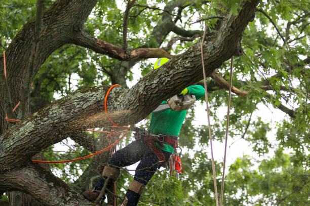 Altoona, PA Tree Care Company