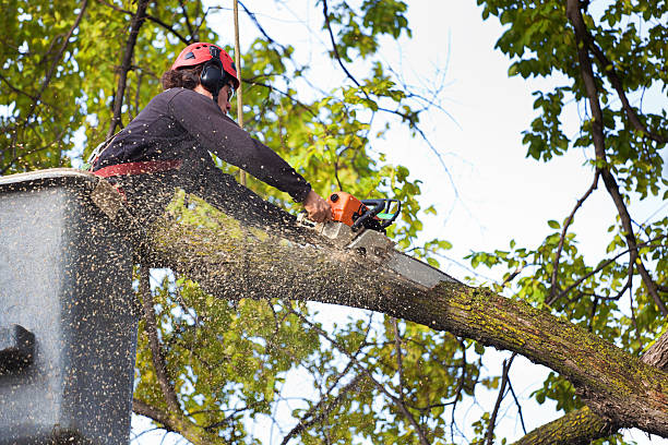 Best Lawn Mowing  in Altoona, PA